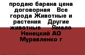 продаю барана цена договорная - Все города Животные и растения » Другие животные   . Ямало-Ненецкий АО,Муравленко г.